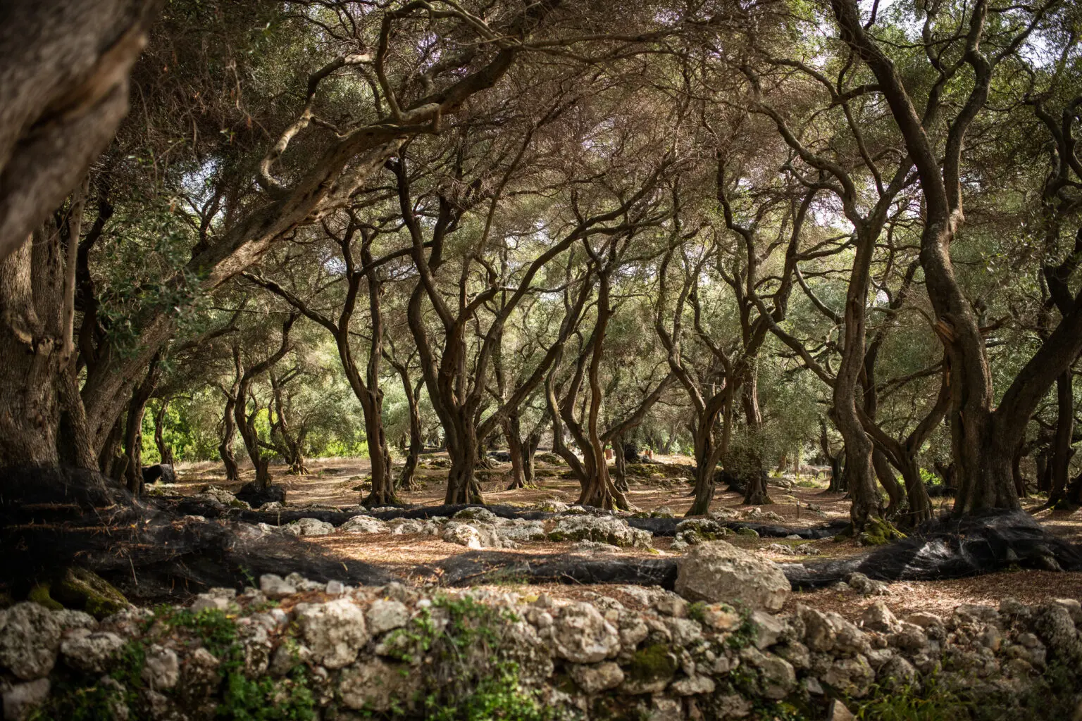 07_25_Olive_Grove_Corfu_Greece_INSET_GettyImages-1297446895_1920x1280-1536x1024 07_25_Olive_Grove_Corfu_Greece_INSET_GettyImages-1297446895_1920x1280-1536x1024