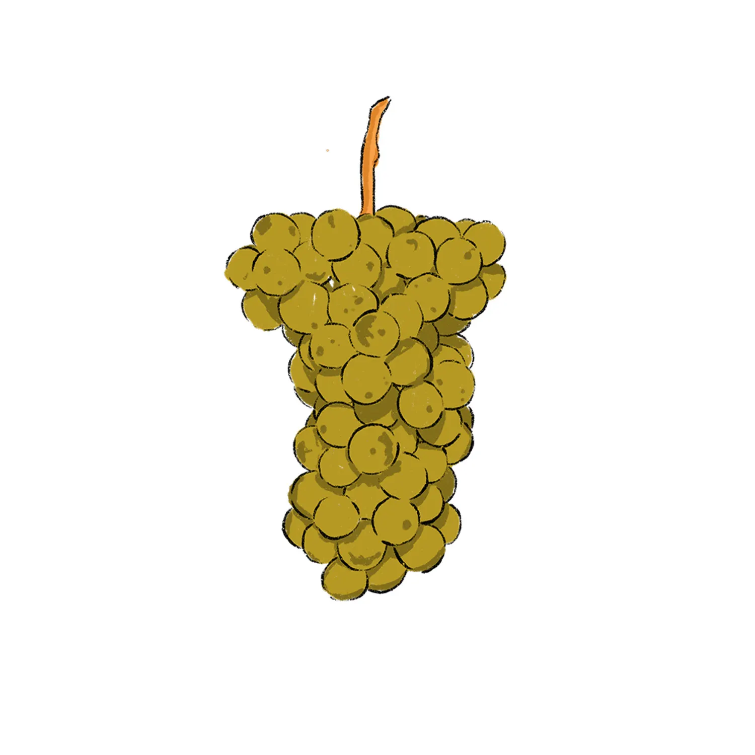 07_25_Robola_Grape_INSET_WE_1500x1500 07_25_Robola_Grape_INSET_WE_1500x1500